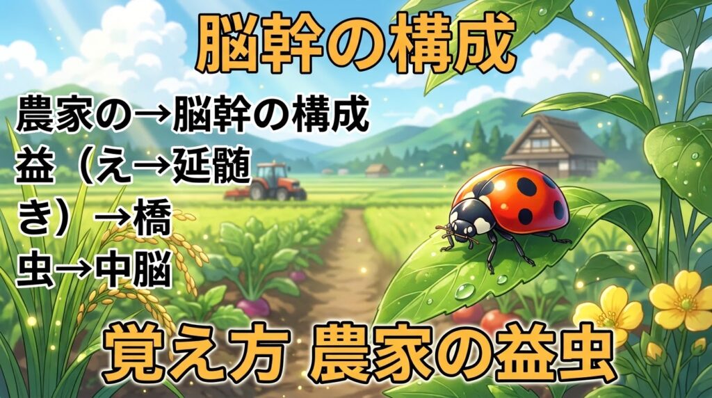 脳幹の構成の覚え方（ゴロ）【農家の益虫】