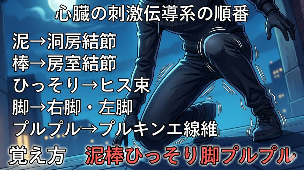 心臓の刺激伝導系の順番の覚え方（ゴロ）【泥棒ひっそり脚プルプル】