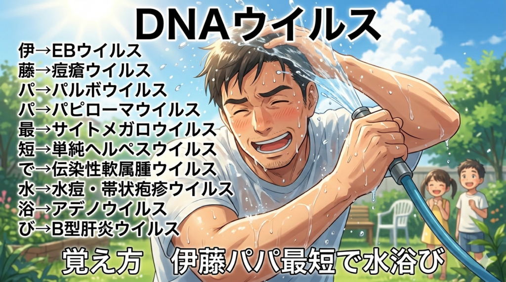 DNAウイルスの覚え方（ゴロ）【伊藤パパ最短で水浴び】