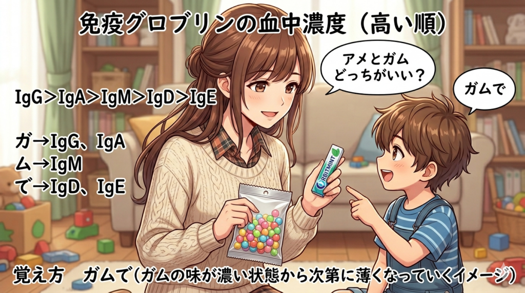 免疫グロブリンの血中濃度（高い順）の覚え方（ゴロ）【ガムで】