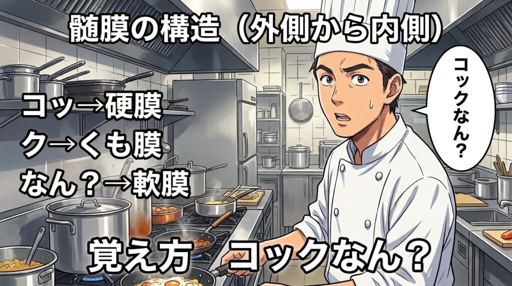 髄膜の構造（外側から内側）の覚え方（ゴロ）【コックなん？】