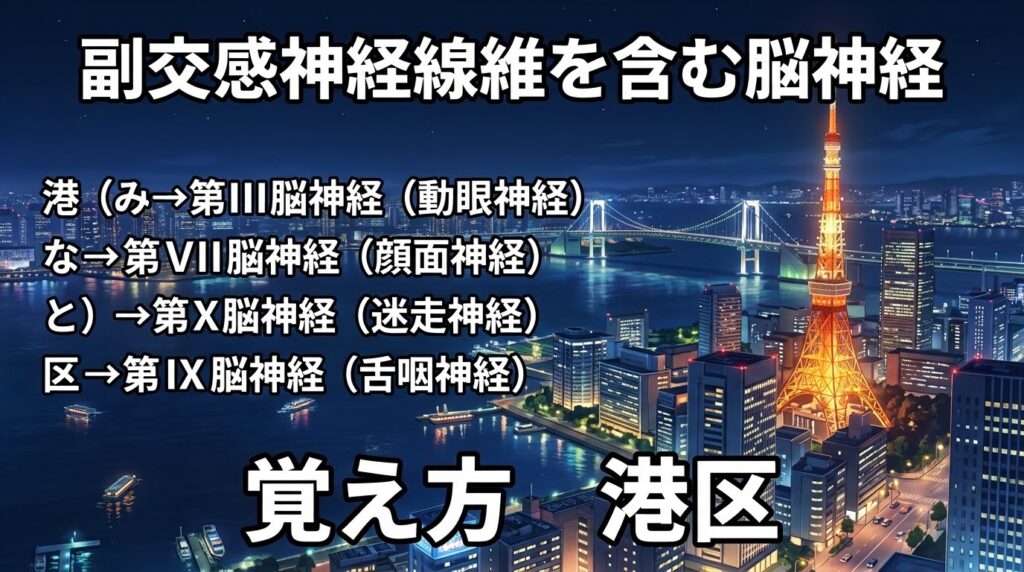 副交感神経線維を含む脳神経の覚え方（ゴロ）【港区】