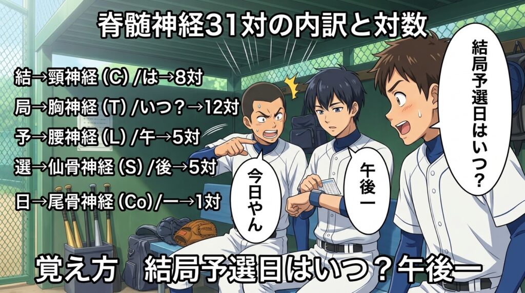 脊髄神経31対の内訳と対数の覚え方（ゴロ）【結局予選日はいつ？午後一】