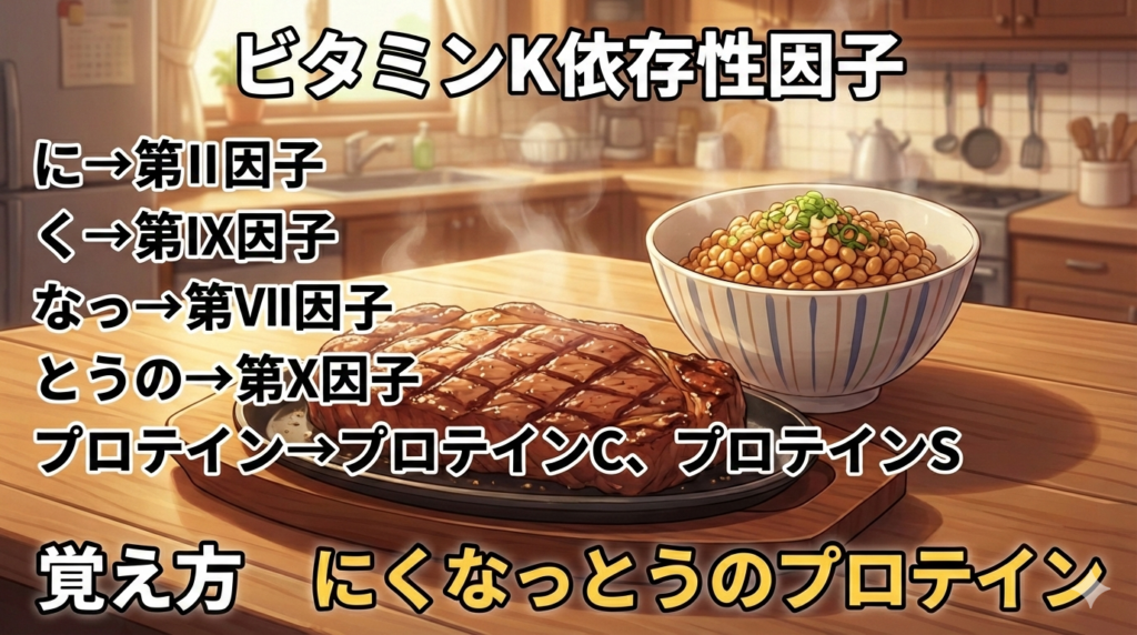 ビタミンK依存性因子の覚え方（ゴロ）【にくなっとうのプロテイン】